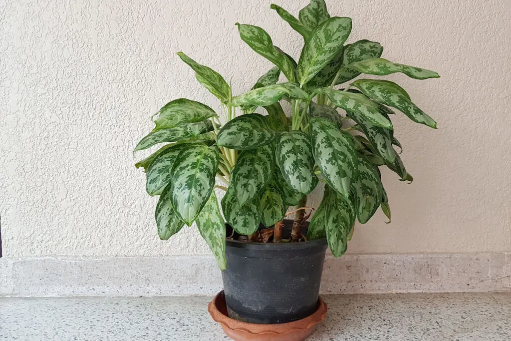 Chinese Evergreen in black pot on the side of the house