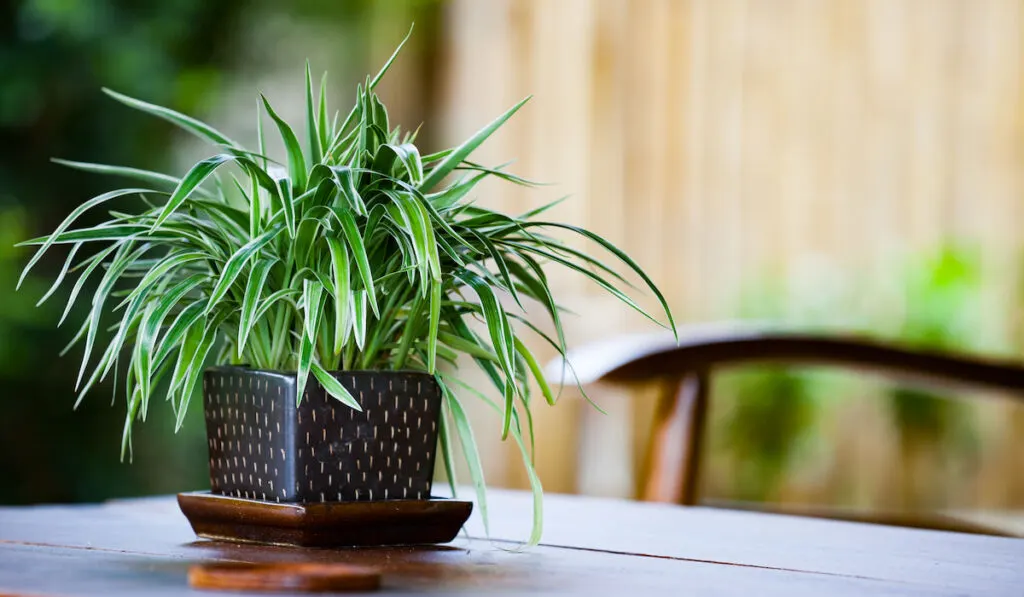 Chlorophytum comosum Spider Plant in black flowerpot on the table