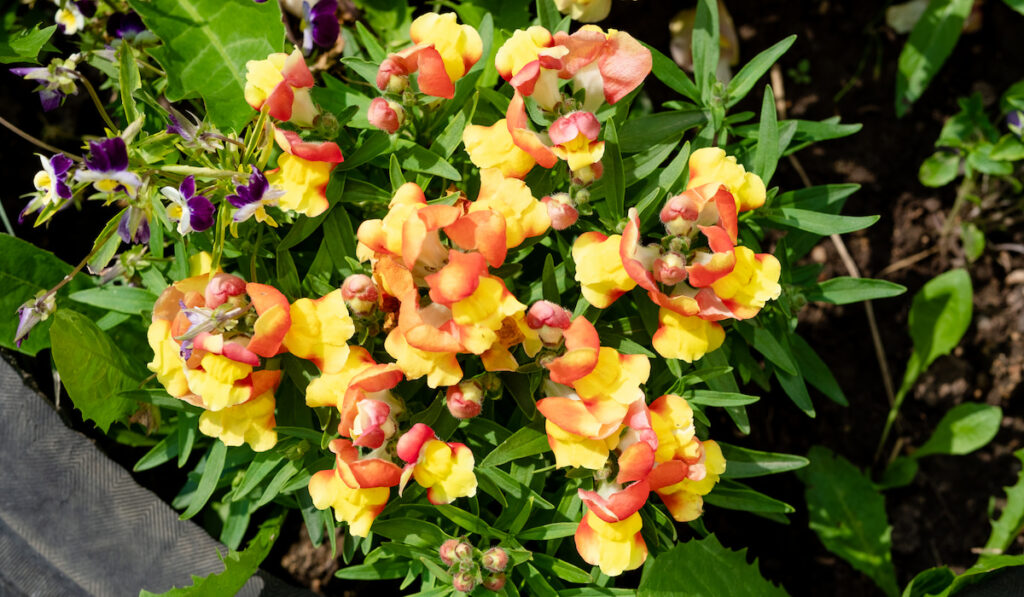 Colorful Antirrhinum also known as snap dragon flowers in the garden
