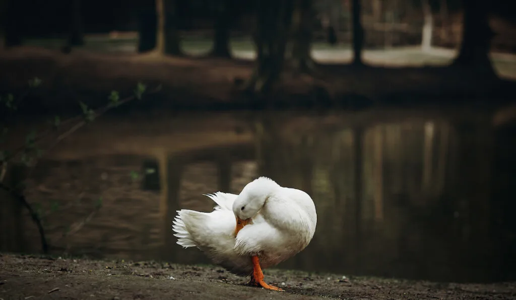 Cute white duck Preening  standing on dirt near pond in the countryside