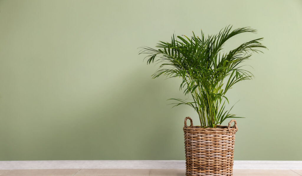 Decorative Areca palm in a pot on light green wall at home