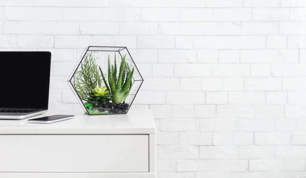 indoor plant decor in a glass container on the computer table
