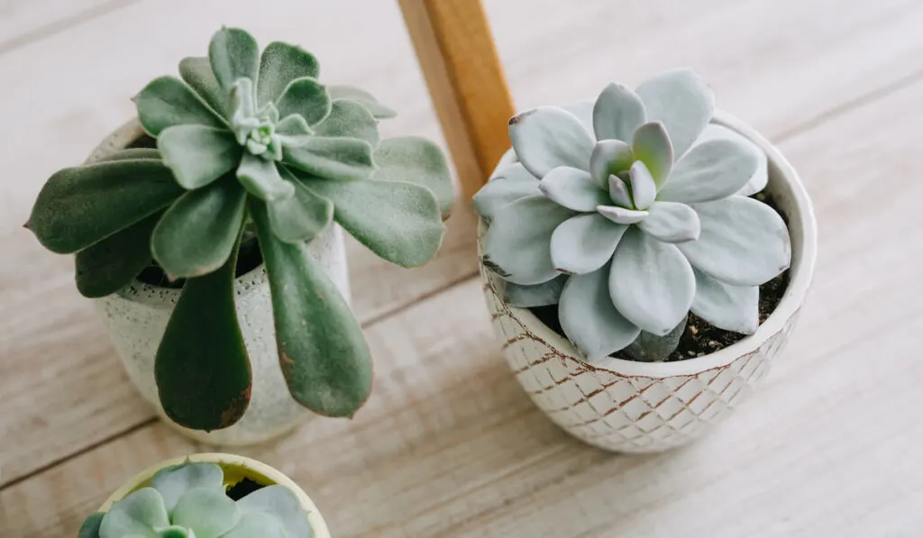 Echeveria succulents in beautiful ceramic pots