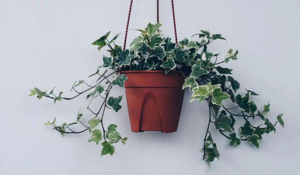 English ivy plant in a hanging pot on white wall
