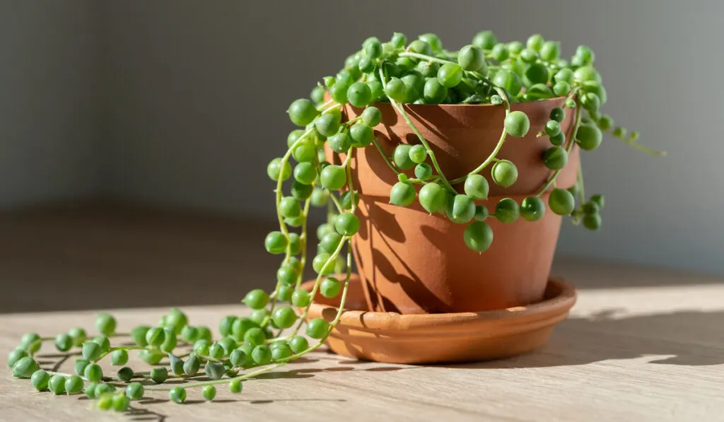 Exotic Curio Rowleyanus also known as string of pearls in terracotta flower pot at home