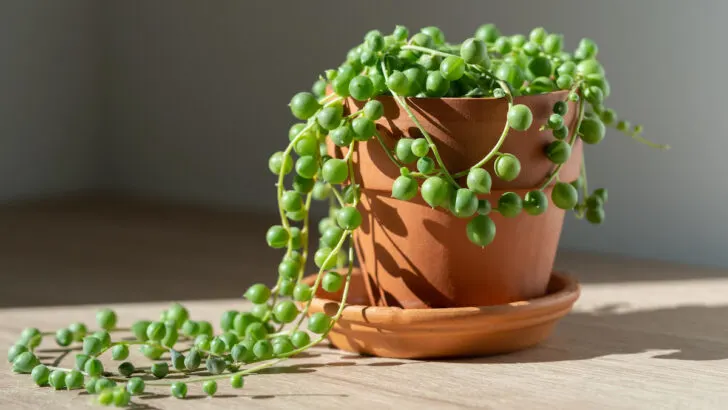 exotic curio rowleyanus also known as string of pearls in terracotta flower pot at home