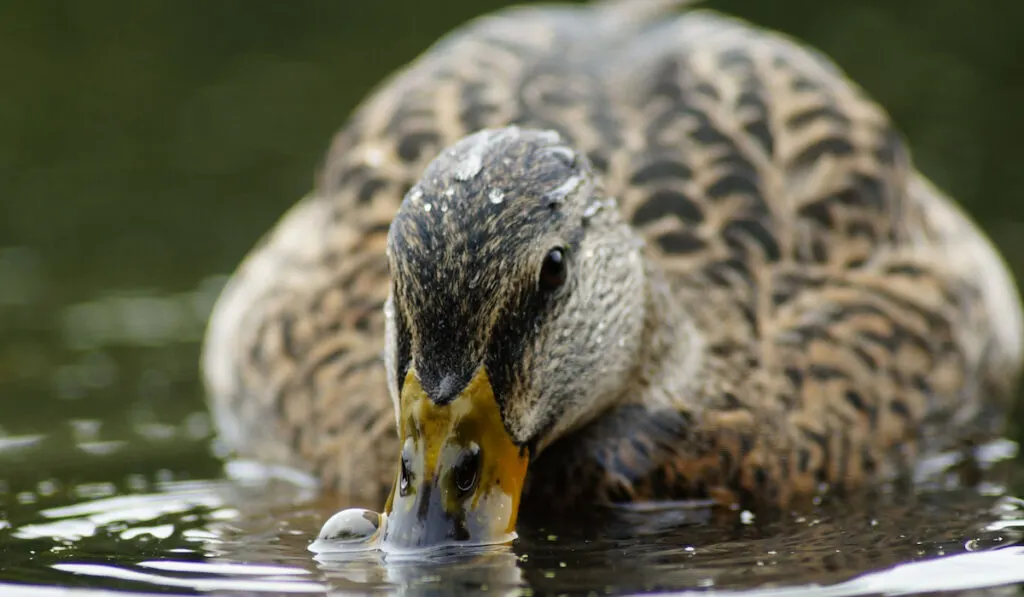 female mallard duck blowing bubbles
