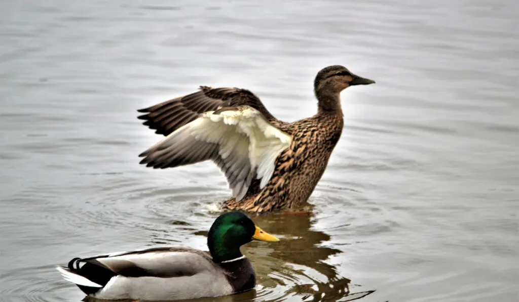 Female and male mallard ducks swimming on the lake