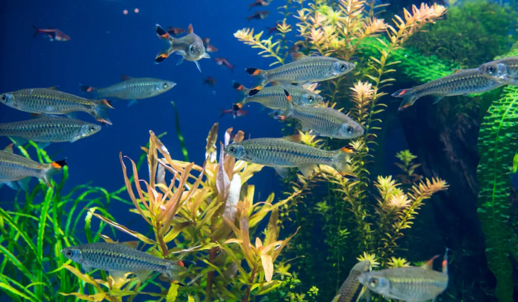 Fishes and plants in an aquarium