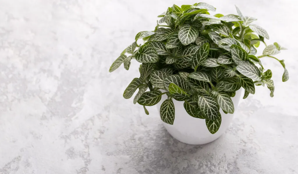 Fittonia or Nerve plant in a white modern pot on the grey stone background