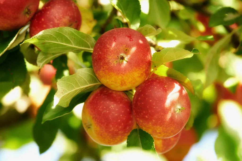 Fresh apples on a apple tree in the yard