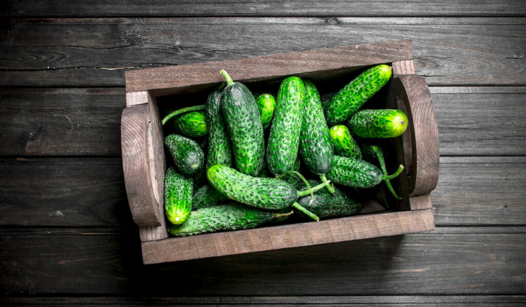 Fresh cucumbers in wooden crate box on wooden dark background