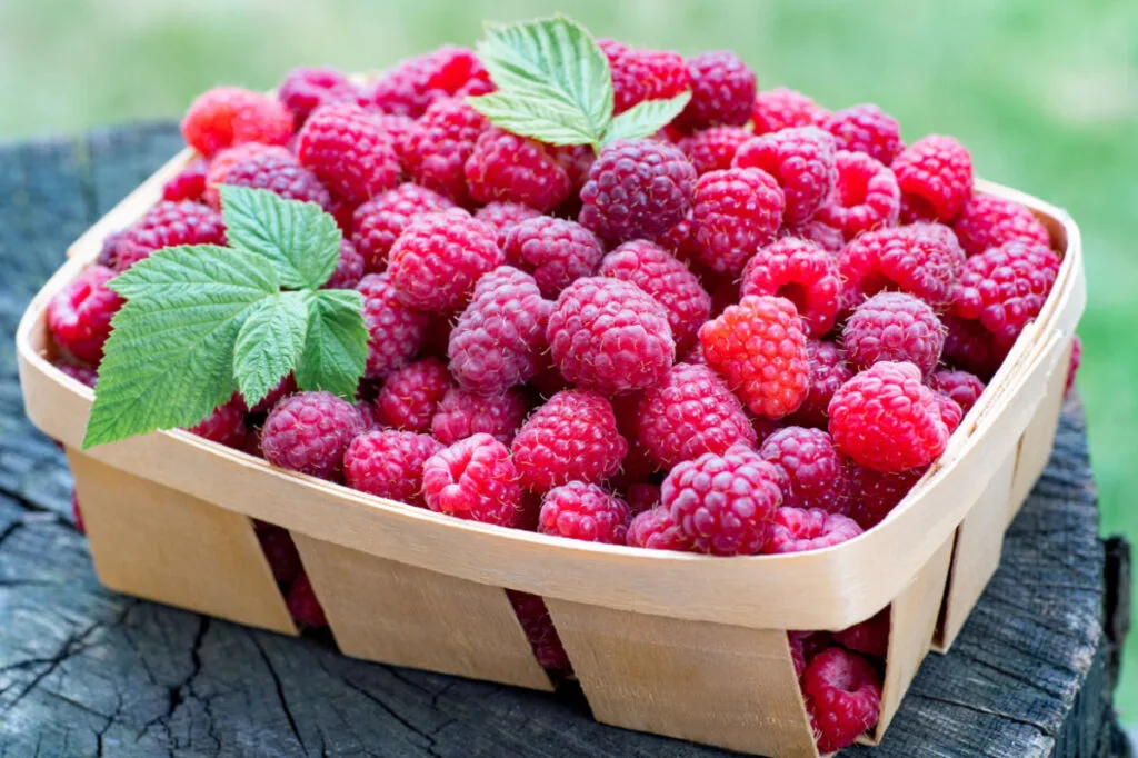 Freshly harvested raspberry in a small basket 