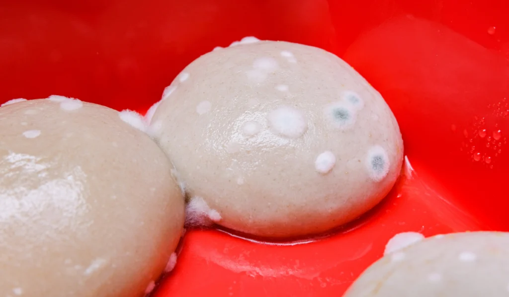 Fungi on the bread dough