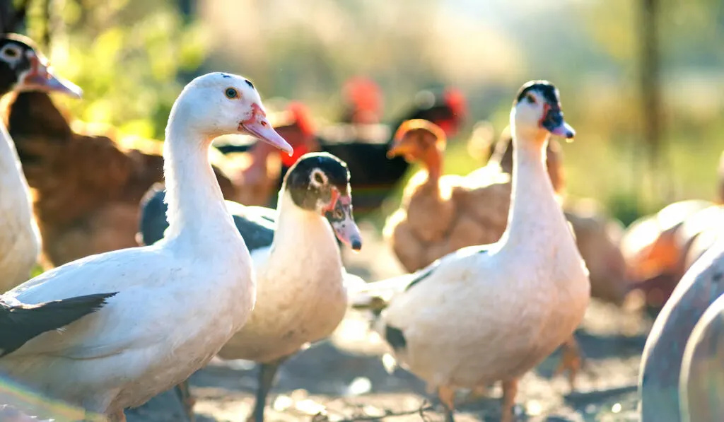 Group of ducks on traditional rural barnyard
