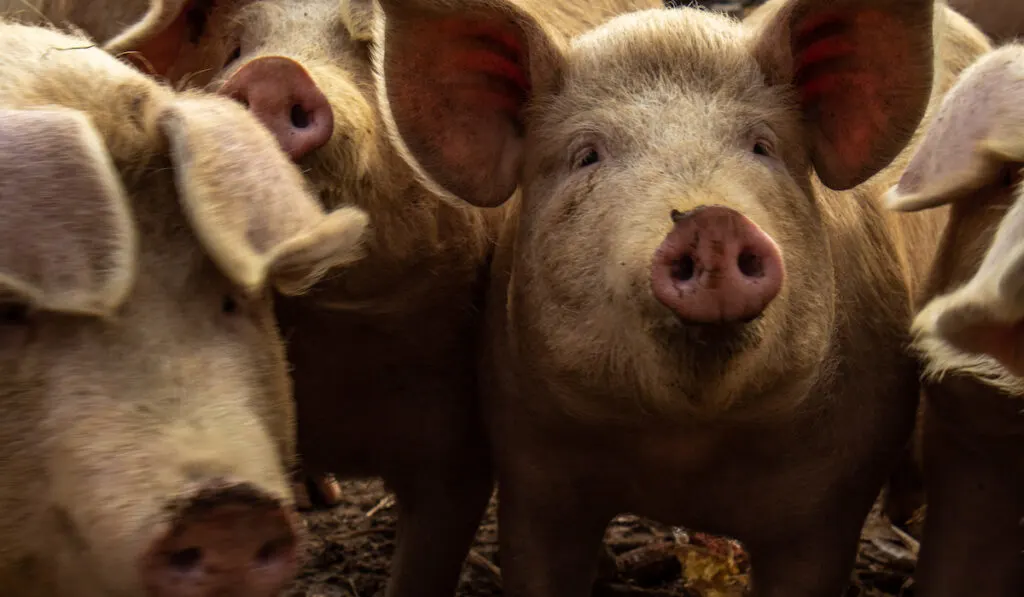 Group of pigs on a farm