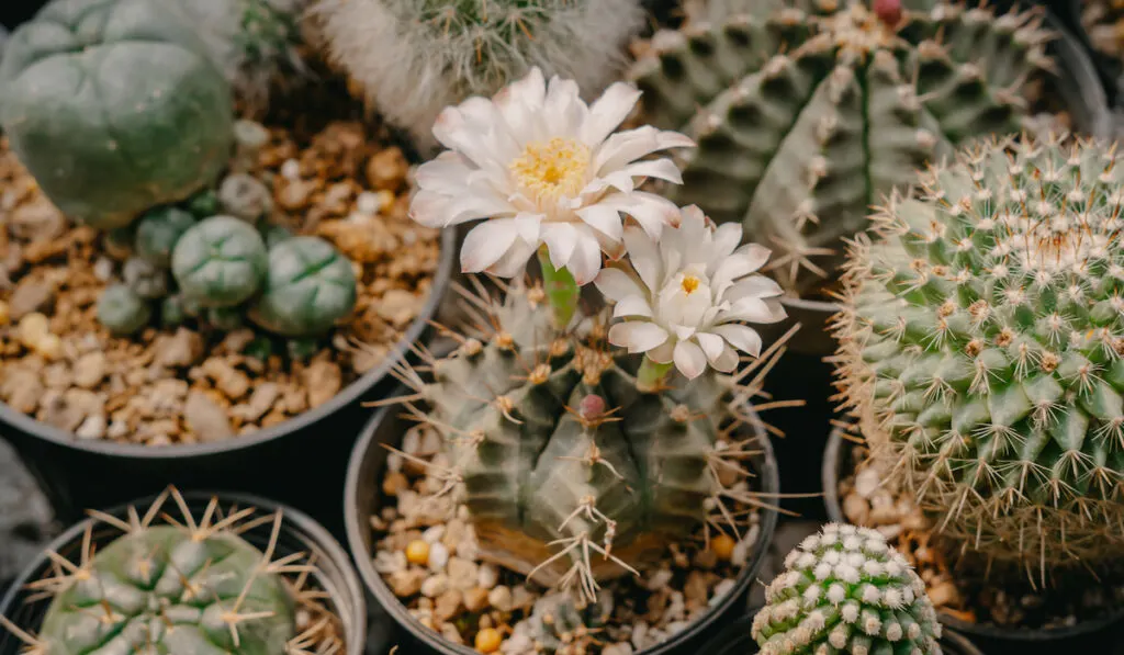 Gymnocalycium mihanovichii with white flower is blooming on pot