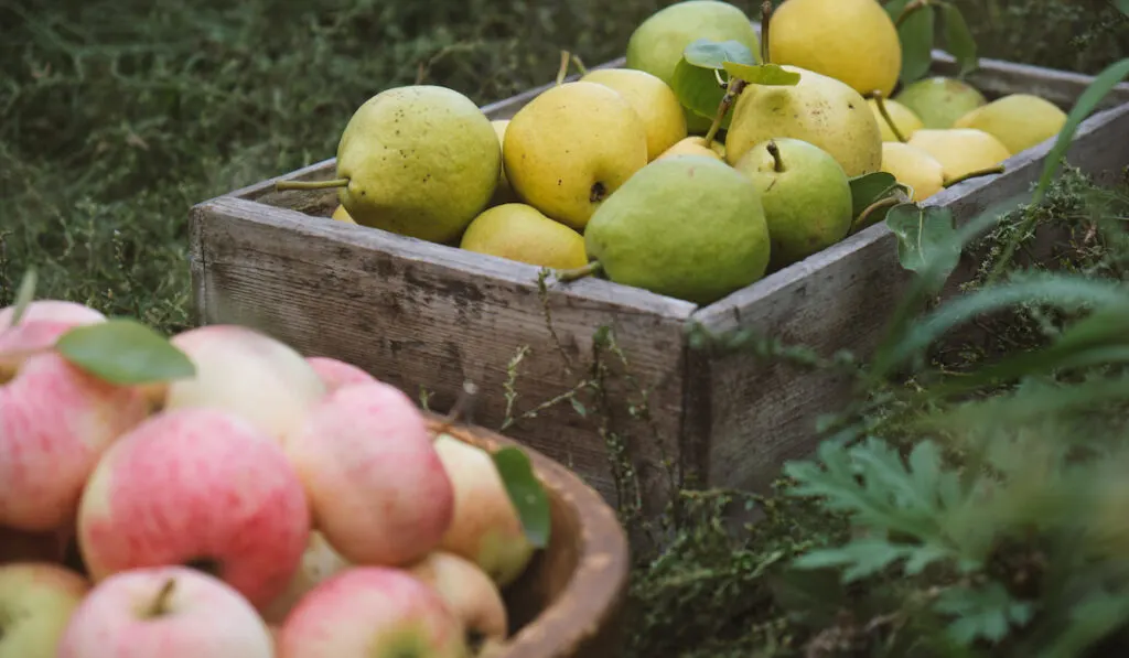 Harvesting pears and apples
