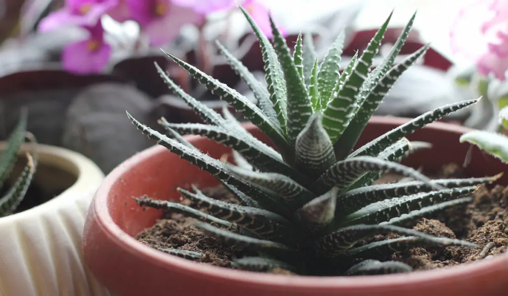 Haworthia zebra cactus in a pot on the windowsill