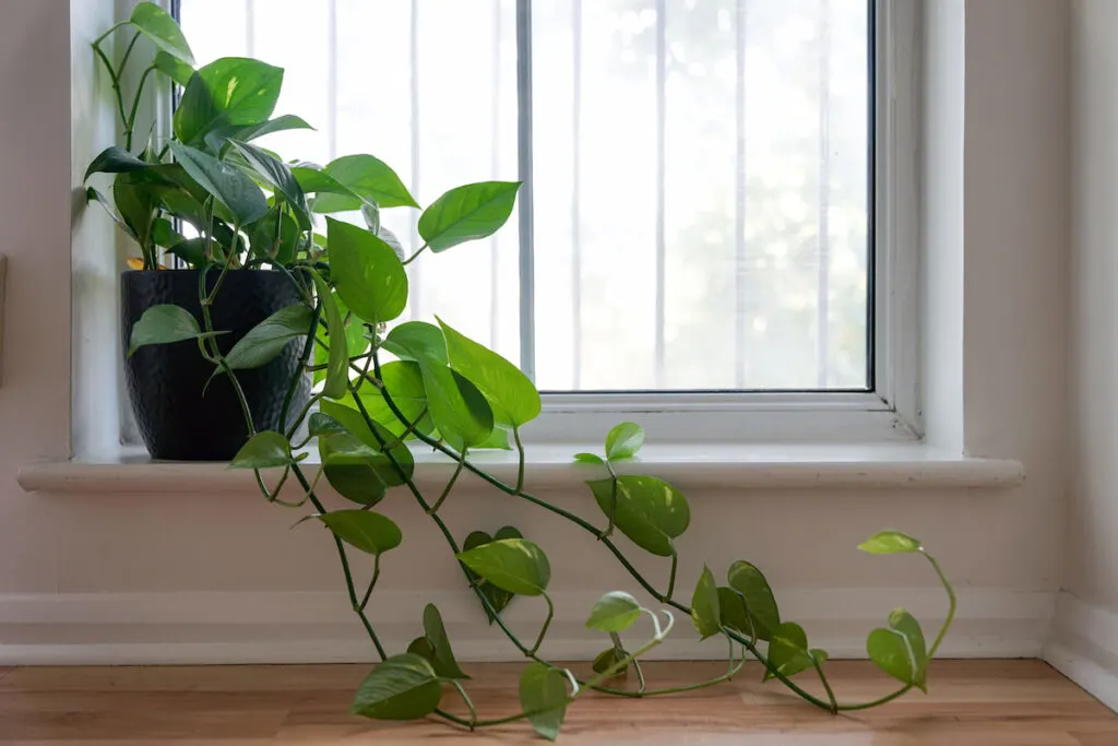 Heartleaf Philodendron on a windowsill during the day