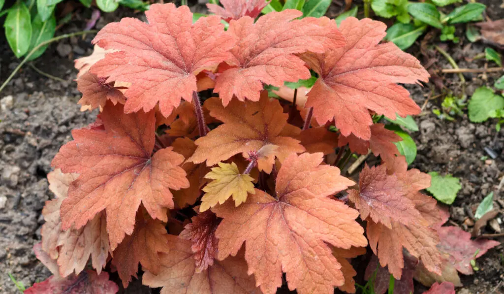 Heuchera or coral bells, plant with beautiful colored leaves in the garden