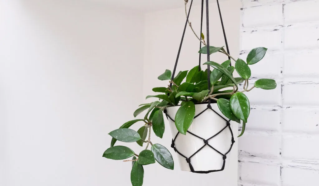 Hoya Carnosa in a white hanging pot in a wicker macrame hanging planter