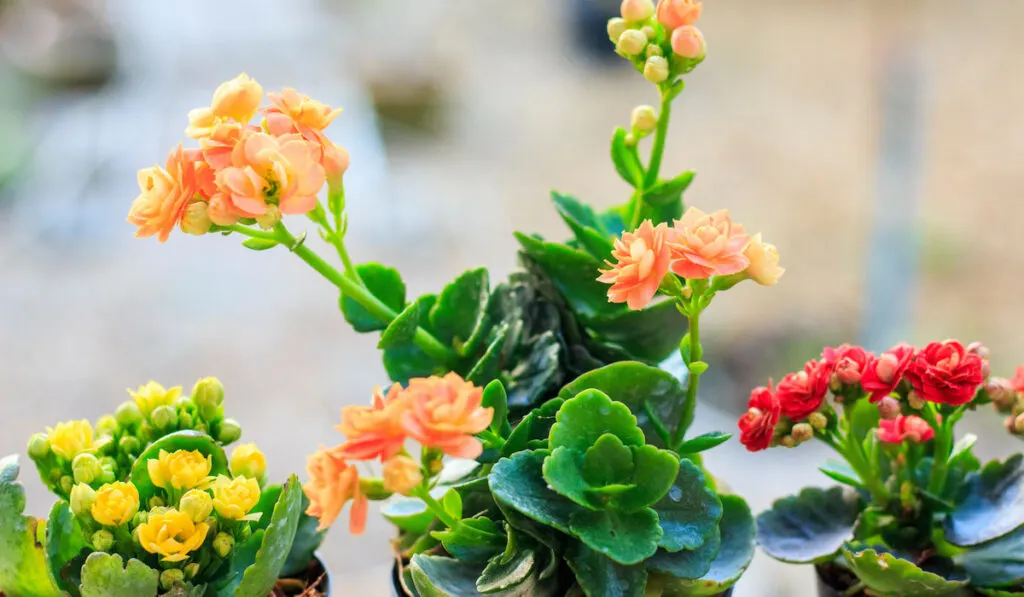 Kalanchoe blossfeldiana (Flaming Katy) in black pot at home