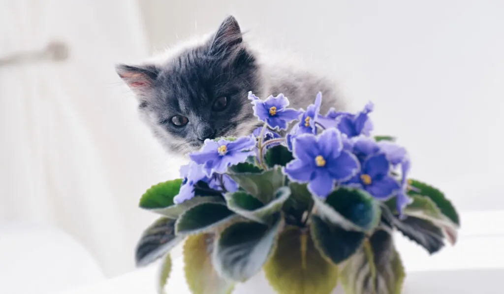 Kitten smelling African Violets houseplant
