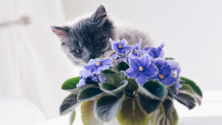 kitten smelling african violets houseplant