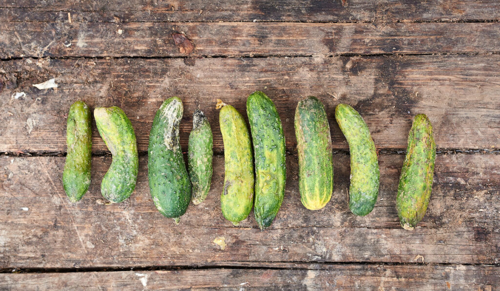 Laid out in a row spoiled green cucumbers on an old wooden background