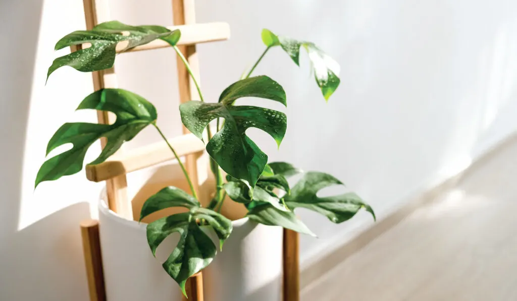 Mini monstera Rhaphidophora tetrasperma in white ceramic pot