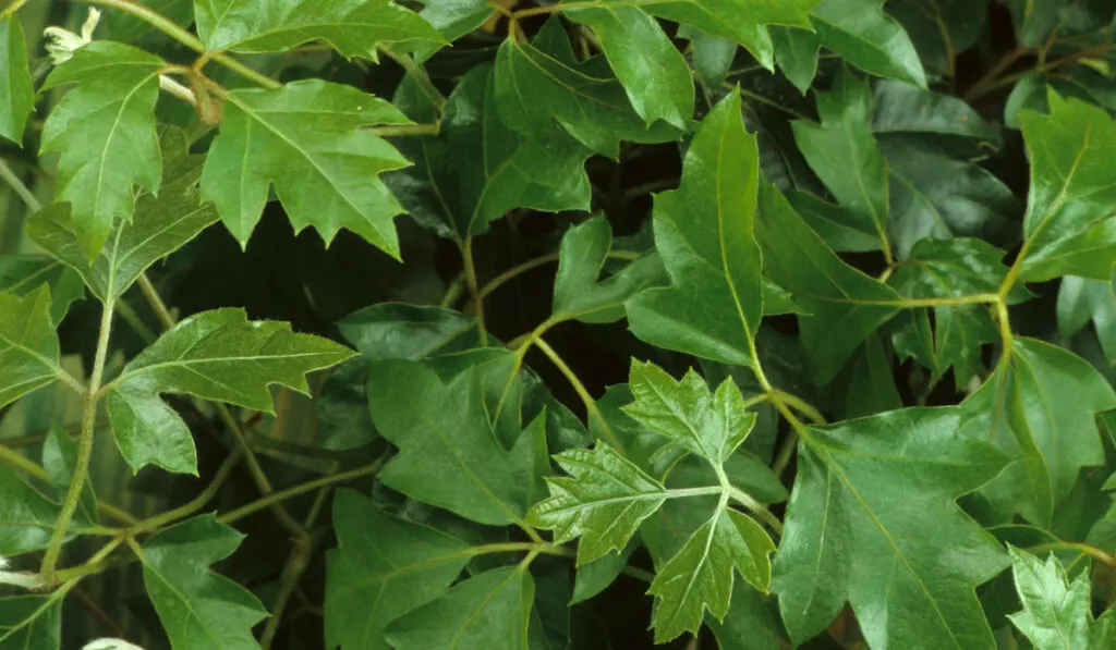 Grape Ivy indoor plant