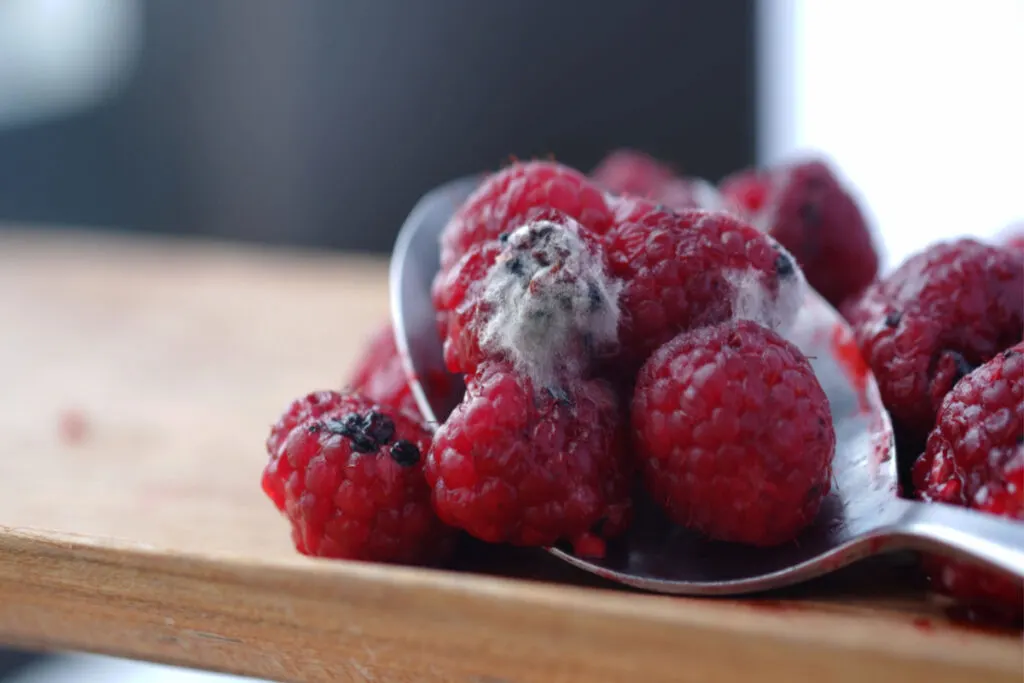 Moldy raspberries on a spoon