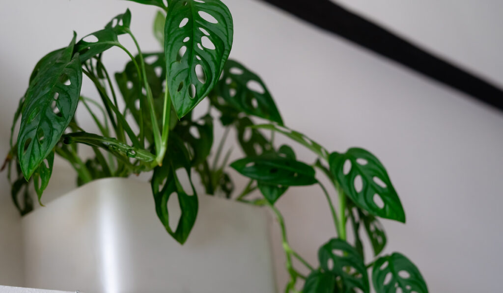 Monstera Adansonii also known swiss cheese plants growing in a white pot indoor