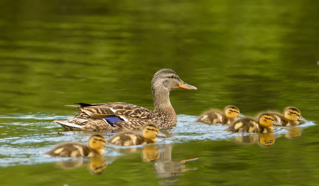 Mother duck and her ducklings on the pond