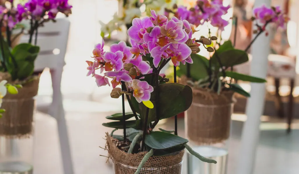 Orchid flowers in transparent glass vases
