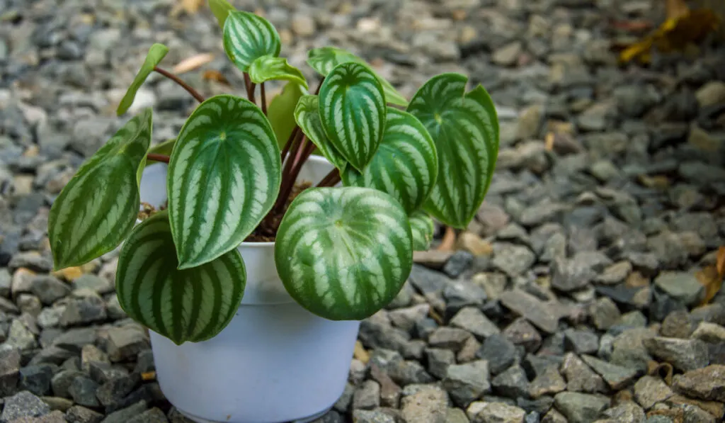 Peperomia watermelon in a white pot in the backyard