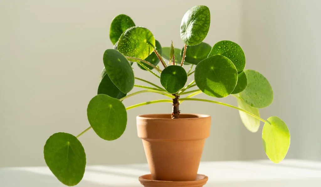 Pilea peperomioides plant in terracotta pot, green leaves covered with water droplets