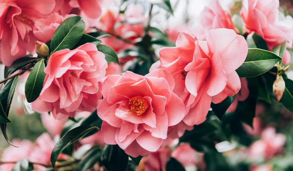 Pink Camellia Tree with Blooming Flowers
