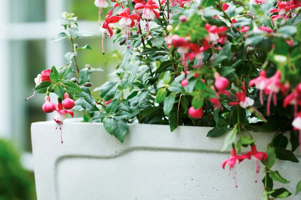 Pink flowered fuchsia garden plant in garden plant pot
