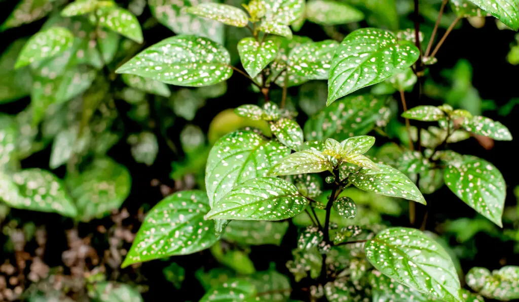 Polka dot plant Hypoestes phyllostachya 