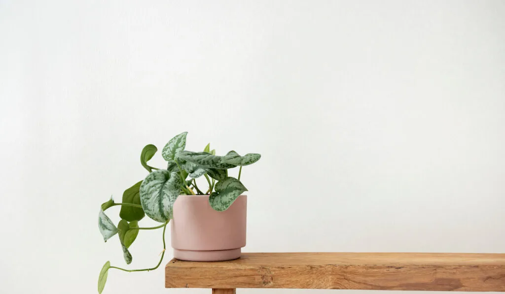Pothos plant in a pot on a bench
