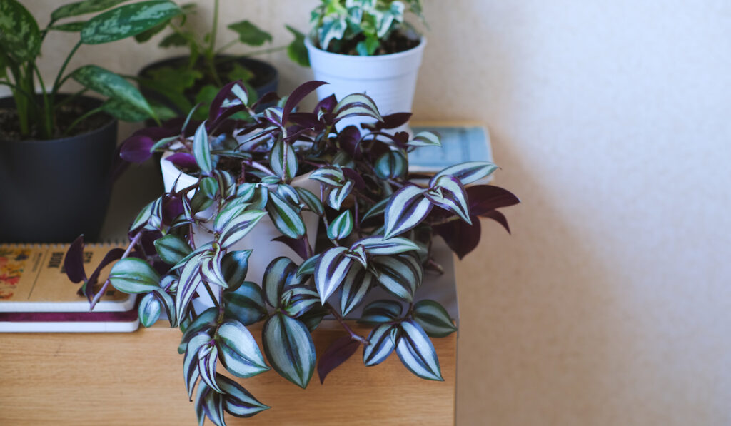 Potted climbing plant Tradescantia, books. Greenery at home