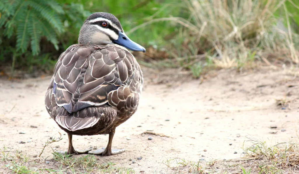 Rear view of a duck standing in the barnyard