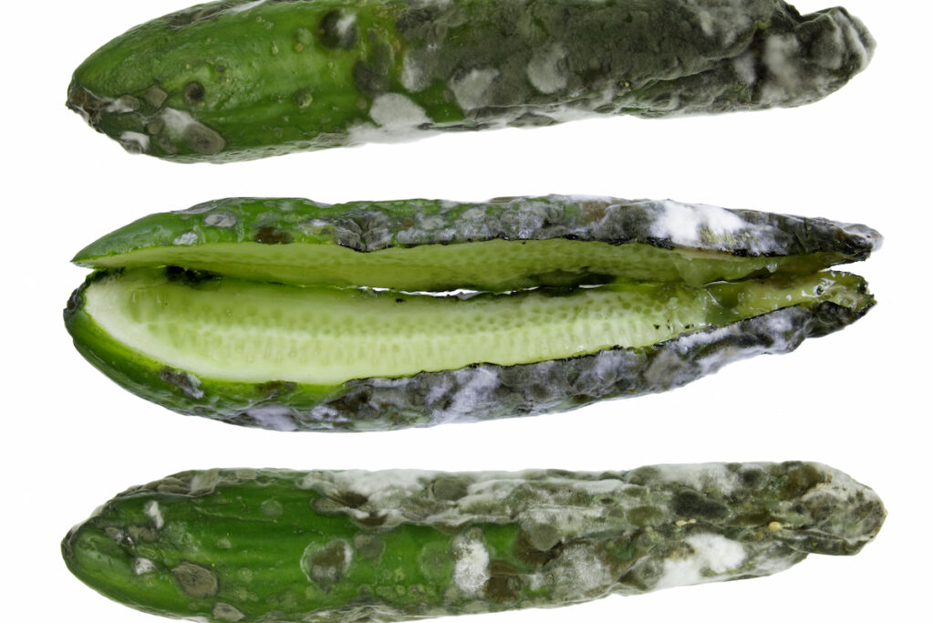 Rotten Cucumbers on white background, cucumbers with mold