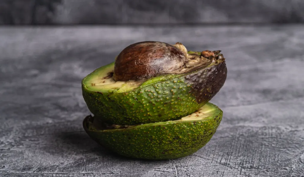 Rotten avocado, half sliced avocado on stone grey background