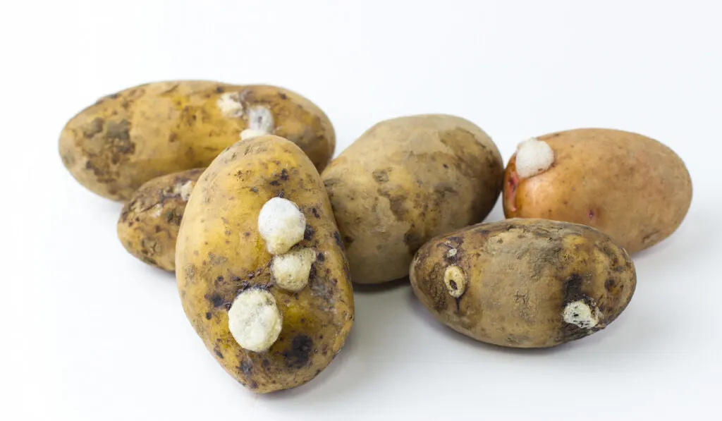 Rotting potatoes on a white background
