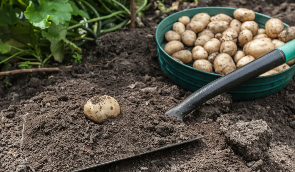 Shovel with soil and potato, bunch of potatoes in the background