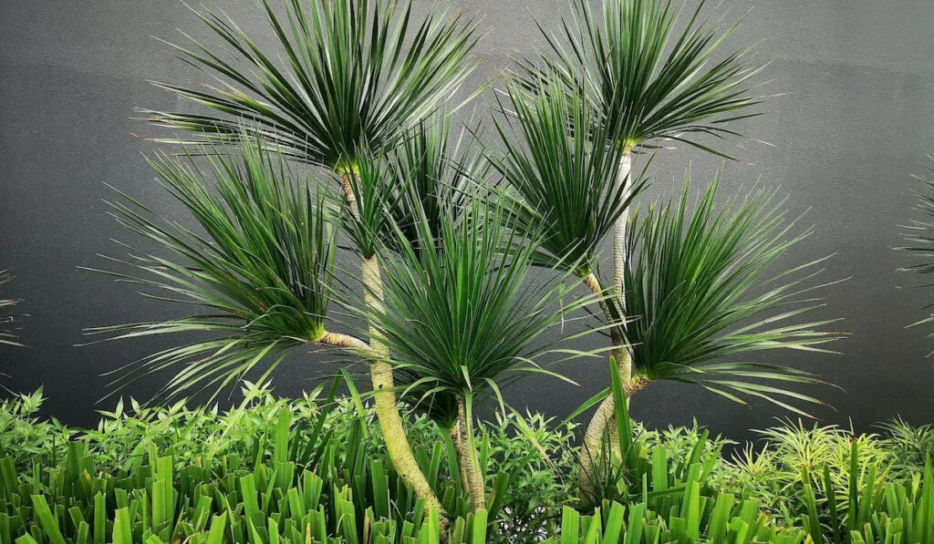 Spineless yucca (Yucca elephantipes) with thick cane stems and sword-shaped leaves is planted against a dark background wall with other low shrubs