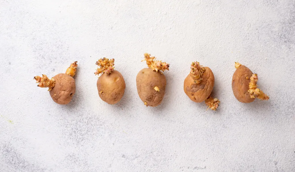 Sprouted organic potatoes on light background
